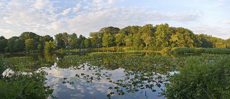 A Panoramic view of lilly pads on Lake Manalapan in Thompson Park, Monroe Township in Middlesex County, New Jersey.